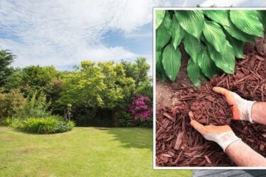 Un expert en jardinage partage les meilleures options pour les jardiniers britanniques qui «ne veulent pas de pelouse»
