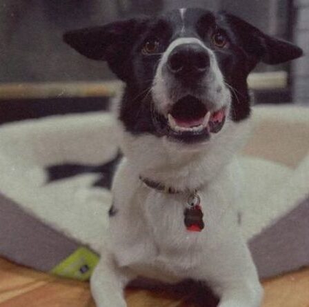 Un fermier stupéfait de découvrir que son chien de berger est ALLERGIQUE à la laine de mouton