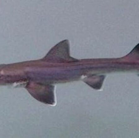 Un requin miracle en tant que nouveau-né trouvé dans un réservoir de femelles seulement – des experts stupéfaits par la première mondiale