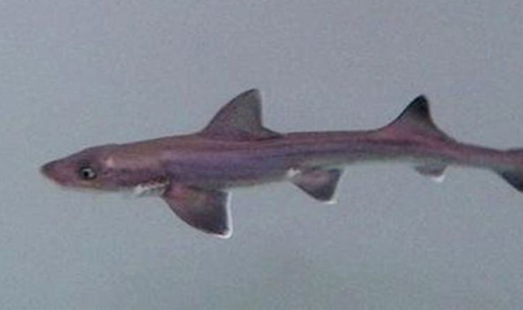 Un requin miracle en tant que nouveau-né trouvé dans un réservoir de femelles seulement – ​​des experts stupéfaits par la première mondiale