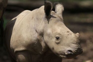 Une adorable vidéo montre un bébé rhinocéros jouant le meilleur ami - un chien !