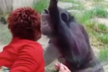 Une femme bannie du zoo après quatre ans d'"histoire" avec un chimpanzé - "Il m'aime"