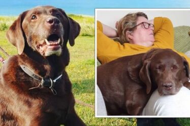 Une femme dit la mort «déchirante» d'un chien bien-aimé comme «la perte d'un enfant» alors qu'elle quitte le travail