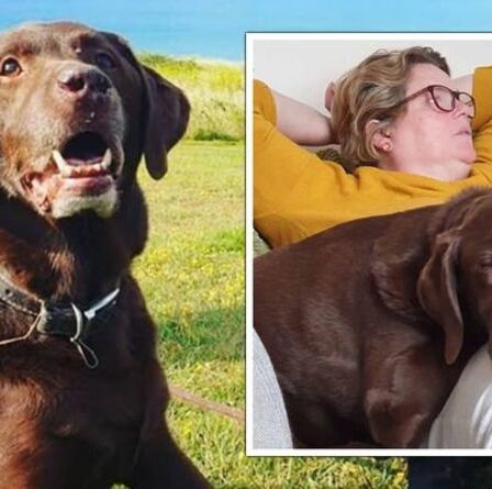 Une femme dit la mort «déchirante» d'un chien bien-aimé comme «la perte d'un enfant» alors qu'elle quitte le travail