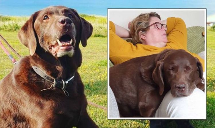 Une femme dit la mort «déchirante» d'un chien bien-aimé comme «la perte d'un enfant» alors qu'elle quitte le travail