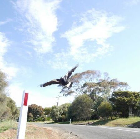 Une petite fille décède après un accident de pie "Au-delà de tout ce que j'ai jamais vu"