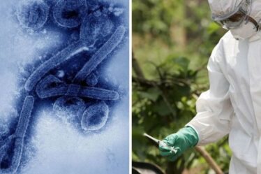 Virus de Marburg: des gens saignent «de tous les orifices» après l'épidémie en Allemagne