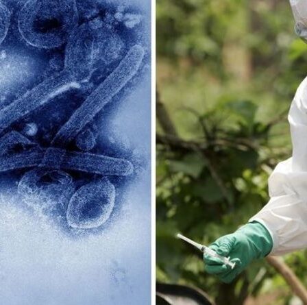 Virus de Marburg: des gens saignent «de tous les orifices» après l'épidémie en Allemagne
