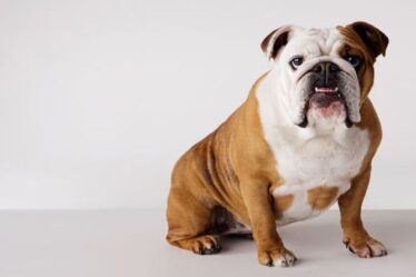 Votez pour la race de chien préférée de la Grande-Bretagne - Le choix d'Express British Bulldog a besoin de votre aide
