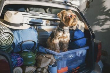 Vous partez en vacances avec votre chien cet été ?  Les meilleures destinations britanniques pour chaque race de chien