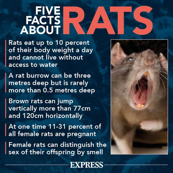 Fiche d'information sur les rats