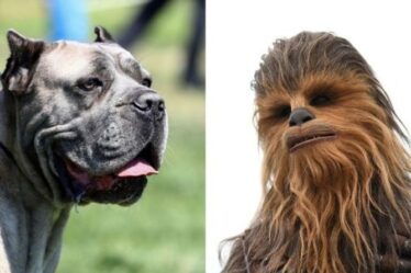 Le grognement hilarant de Pitbull comparé à Chewbacca de Star Wars