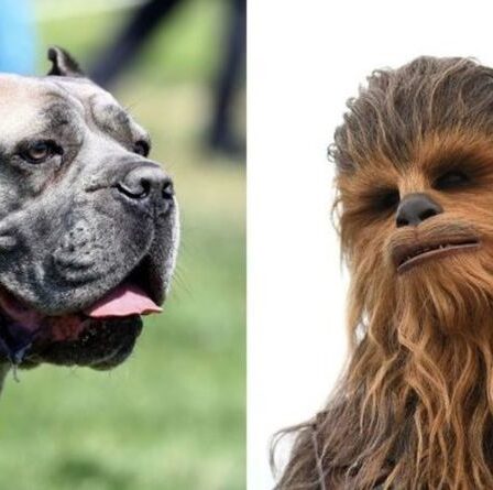 Le grognement hilarant de Pitbull comparé à Chewbacca de Star Wars