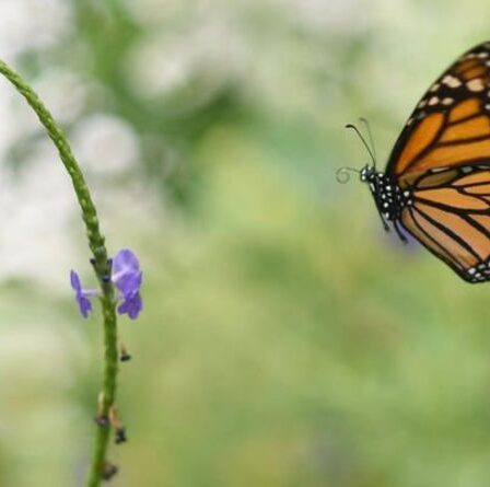 25 millions de livres sterling contribueront à inverser le déclin de la faune au Royaume-Uni