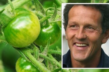 « À gauche avec des tomates vertes ! »  Monty Don explique comment faire mûrir les tomates après un été «trop chaud»