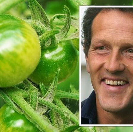 « À gauche avec des tomates vertes ! »  Monty Don explique comment faire mûrir les tomates après un été «trop chaud»