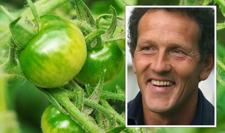 « À gauche avec des tomates vertes ! »  Monty Don explique comment faire mûrir les tomates après un été «trop chaud»