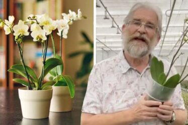 A quelle fréquence arrosez-vous une orchidée ?  Le « meilleur indicateur » d'experts et des conseils pour garder la plante en vie