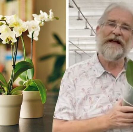 A quelle fréquence arrosez-vous une orchidée ? Le « meilleur indicateur » d'experts et des conseils pour garder la plante en vie