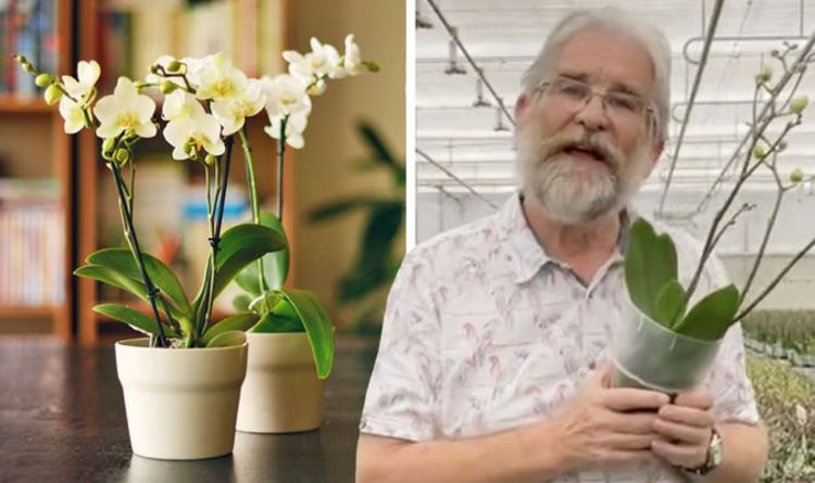 A quelle fréquence arrosez-vous une orchidée ?  Le « meilleur indicateur » d'experts et des conseils pour garder la plante en vie