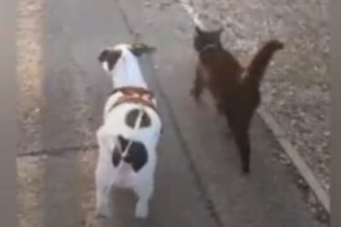 Adorable chien « inséparable » du chat voisin alors que le couple profite des promenades et même du « yoga » ensemble