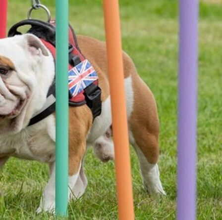 Adorable vidéo de chiens handicapés participant aux premiers Jeux paralympiques pour animaux de compagnie au monde
