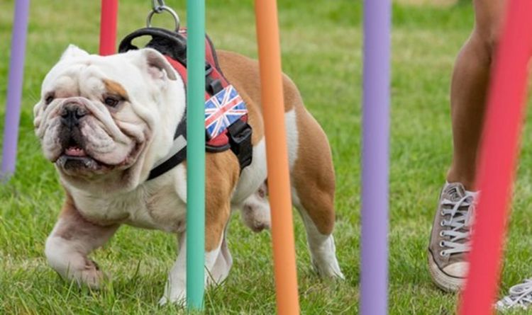 Adorable vidéo de chiens handicapés participant aux premiers Jeux paralympiques pour animaux de compagnie au monde