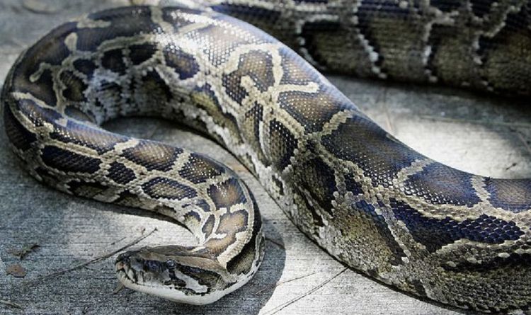 Alerte Python: les résidents sont avertis d'être vigilants après la découverte de DEUX serpents monstres de 10 pieds