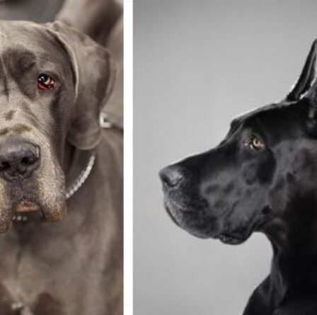 Alerte au voleur !  Une vidéo capture la réaction des Grands Danois au propriétaire faisant semblant de cambrioler la maison