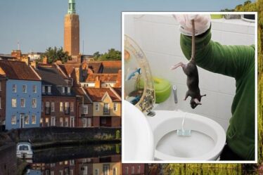 Alerte élevée alors que des rats géants «plus gros et plus courageux» envahissent les maisons britanniques par les toilettes
