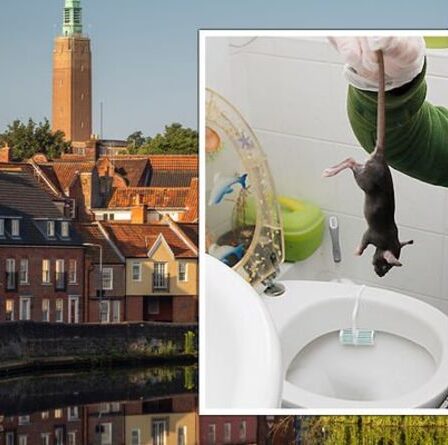 Alerte élevée alors que des rats géants «plus gros et plus courageux» envahissent les maisons britanniques par les toilettes