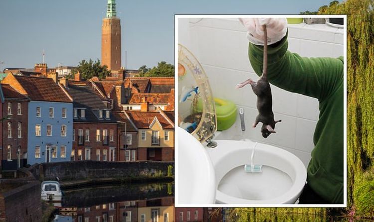 Alerte élevée alors que des rats géants «plus gros et plus courageux» envahissent les maisons britanniques par les toilettes