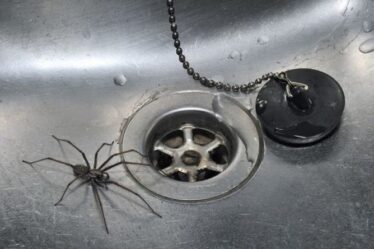 Avertissement alors que des araignées de grande taille se dirigent vers les maisons britanniques à la recherche d'un partenaire