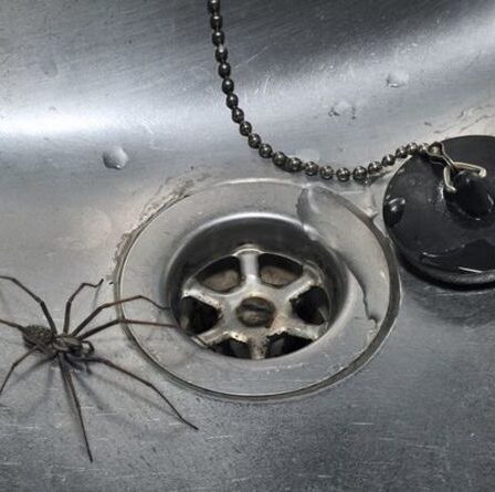 Avertissement alors que des araignées de grande taille se dirigent vers les maisons britanniques à la recherche d'un partenaire