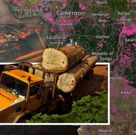 CARTOGRAPHIE de la déforestation du bassin du Congo : La destruction ÉTONNANTE de la 2e plus grande forêt tropicale