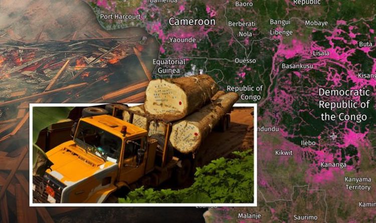 CARTOGRAPHIE de la déforestation du bassin du Congo : La destruction ÉTONNANTE de la 2e plus grande forêt tropicale