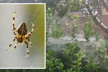 Cauchemar du jardin !  De fausses araignées veuves venimeuses engloutissent la cour de Northampton avec d'énormes toiles