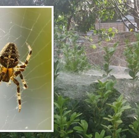 Cauchemar du jardin !  De fausses araignées veuves venimeuses engloutissent la cour de Northampton avec d'énormes toiles