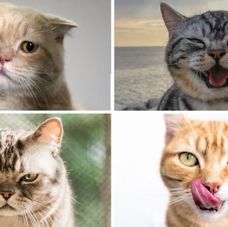 Chats : les scientifiques identifient sept personnalités clés après avoir étudié des milliers de félins