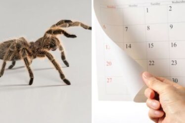 Combien de temps dure la saison des araignées ?  Les 5 araignées dehors TOUTE L'ANNEE