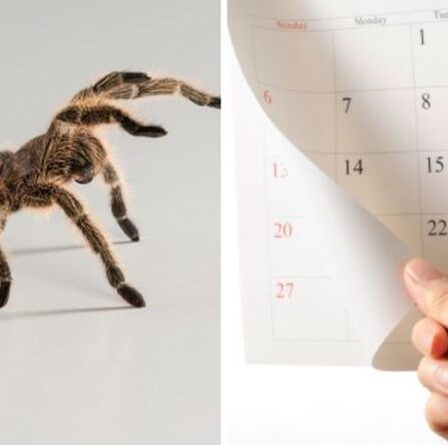 Combien de temps dure la saison des araignées ?  Les 5 araignées dehors TOUTE L'ANNEE