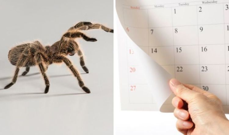 Combien de temps dure la saison des araignées ?  Les 5 araignées dehors TOUTE L'ANNEE