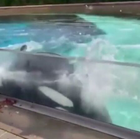 "Cruelty" - Moment déchirant, Orca, captive de 10 ans en détresse, frappe la tête contre un tank