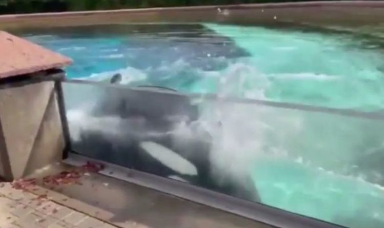 "Cruelty" - Moment déchirant, Orca, captive de 10 ans en détresse, frappe la tête contre un tank