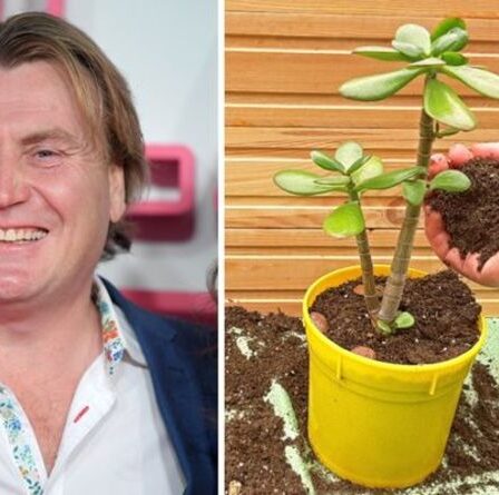 David Domoney : Choisissez la bonne plante pour vous sentir mieux à l'intérieur et d'autres tâches pour l'automne