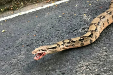 « Des cauchemars ! »  Les habitants vivant à côté du point chaud du serpent de 6 pieds au Royaume-Uni s'inquiètent pour les enfants