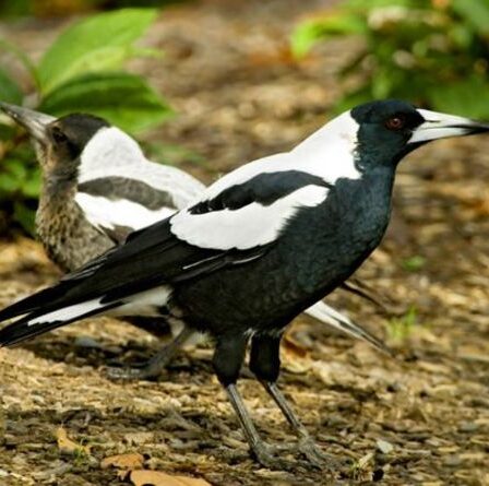 Des pies seront abattues après des attaques vicieuses qui ont laissé les habitants couverts de sang