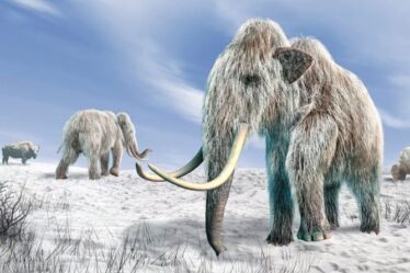 Des scientifiques complotent pour ressusciter des mammouths laineux éteints dans le programme Jurassic Park de la vie réelle
