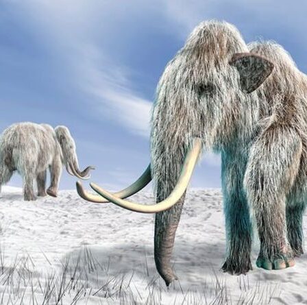 Des scientifiques complotent pour ressusciter des mammouths laineux éteints dans le programme Jurassic Park de la vie réelle