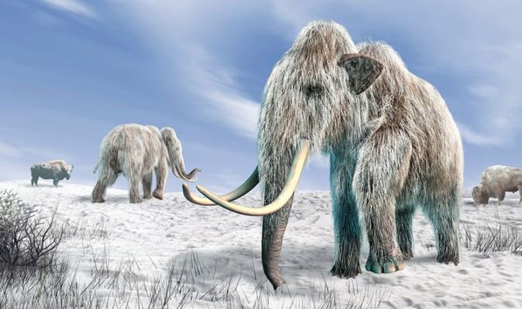 Des scientifiques complotent pour ressusciter des mammouths laineux éteints dans le programme Jurassic Park de la vie réelle